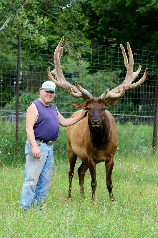 About Us - Maplehurst Elk Farm